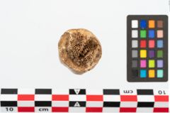 Foto von Knochenschäftung (NHMW-PRAE-026900)